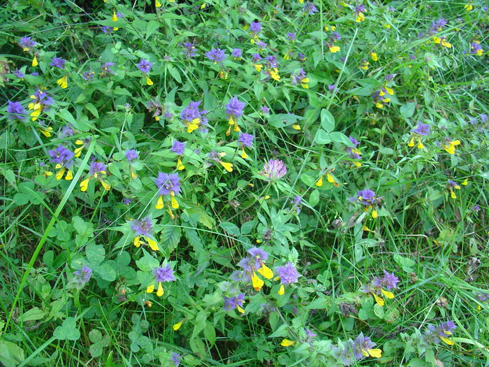 DSC00260 - Flora spontana