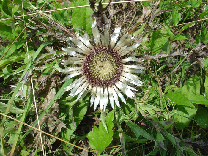 Ciurul zânelor (Carlina acaulis) - Flori albe