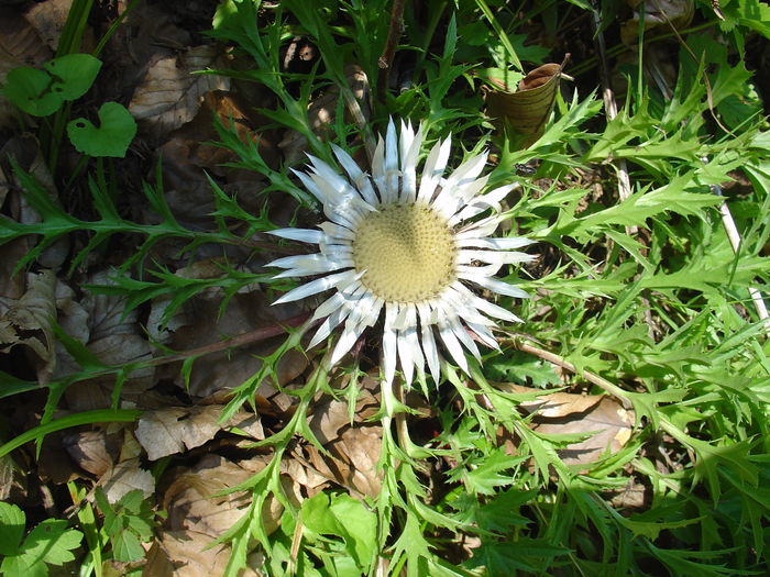 Ciurul zânelor (Carlina acaulis) - Flori albe