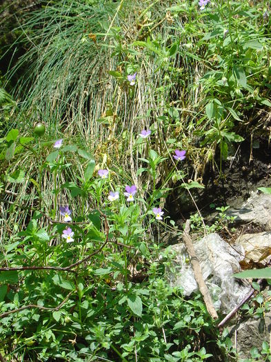 DSC09753 - Flora spontana