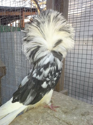 gulerati 8 ian 16 058