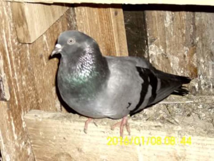 FB_IMG_1452238472277