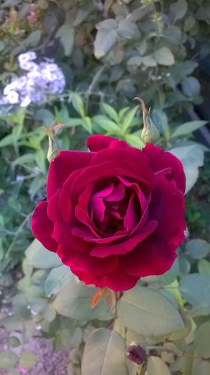 WP_20150831_008 - Louis XIV