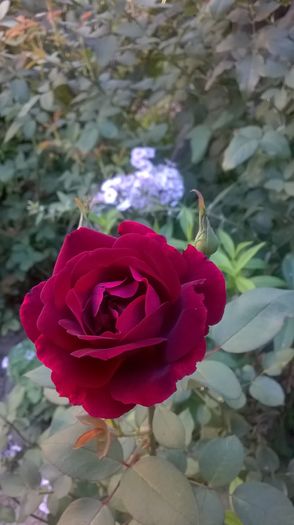 WP_20150831_009 - Louis XIV