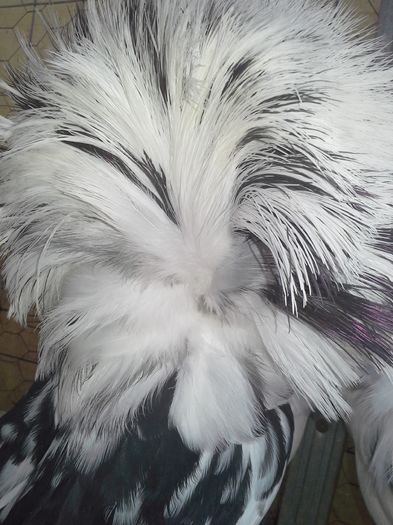 gulerati 8 ian 16 031