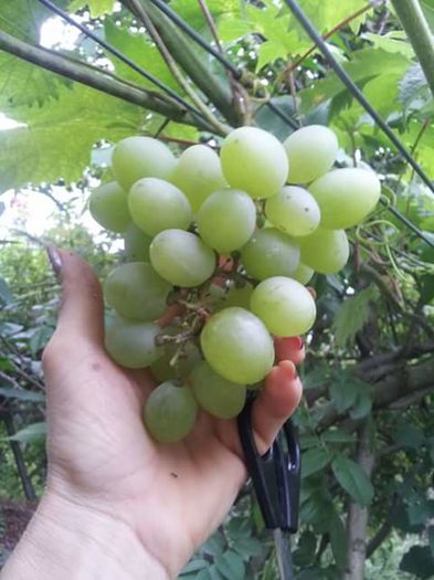 FB_IMG_1449818653229 - VITA DE VIE 2015