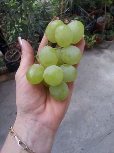 FB_IMG_1449818436616 - VITA DE VIE 2015