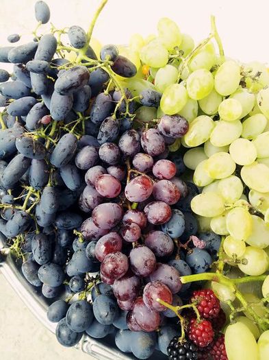 MYXJ_20150923133429_fast-1 - VITA DE VIE 2015