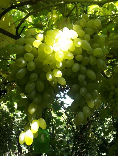 2015-08-31 13.12.26-1 - VITA DE VIE 2015