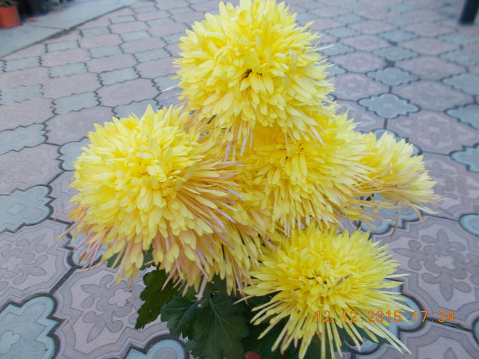galbenul de matase - Crizanteme achizitionate in toamna lui 2015