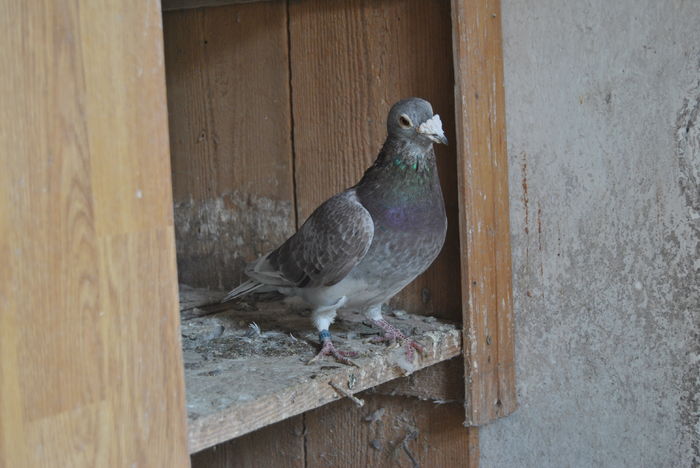 Szabo Alexandru - Matca 2016