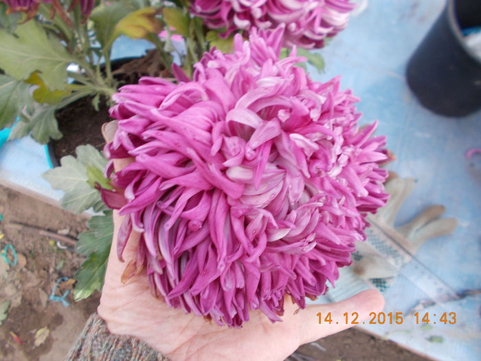 grena-mov-siclam - Crizanteme achizitionate in toamna lui 2015