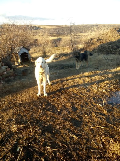 bela ciobanesc de bucovina