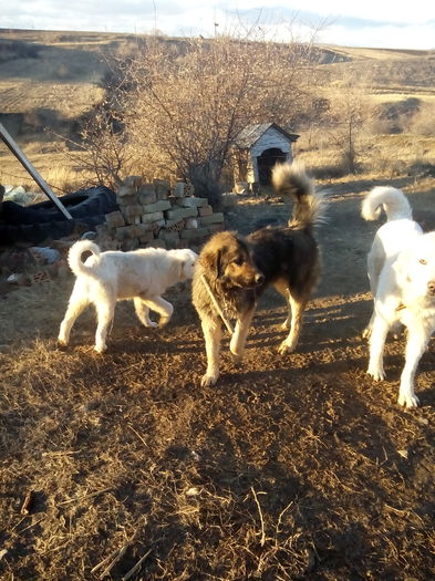 bela cu haiduc si cu pui lor