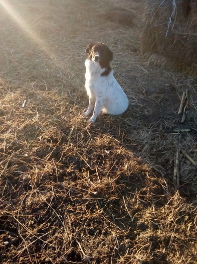 dora border colie - caini 2016