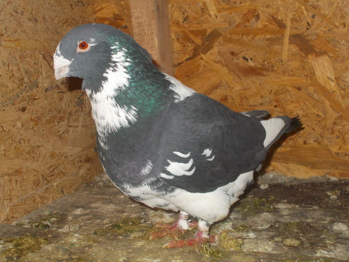 m 2014 bobok79