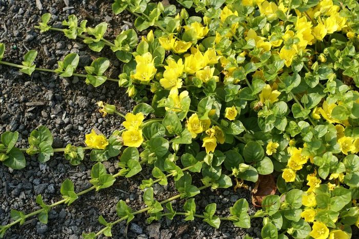 lysimachia nummularia-am cumparat de la ziana - mi-ar placea sa am in gradina