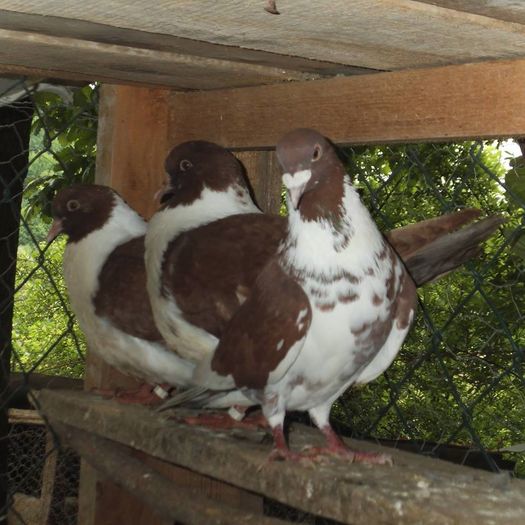 12508857_425118754353078_3106463212656773345_n