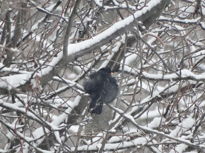 in plina ninsoare - a -vizitatorii gradinii- 2016