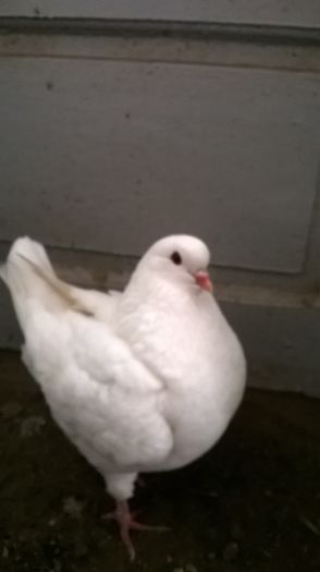 WP_20160107_13_01_23_Pro