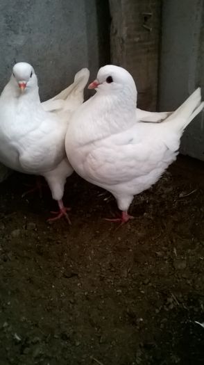 WP_20160107_13_01_41_Pro