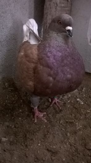 WP_20160107_13_08_25_Pro