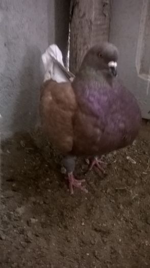 WP_20160107_13_08_30_Pro