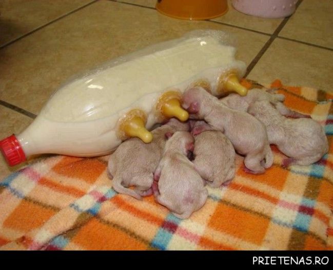 sticla-tine-loc-de-mama-de-data-aceasta_poze_haioase_prietenas.ro_1-600x485