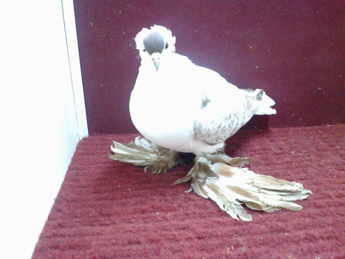 01. Femela EE RO 15 3002