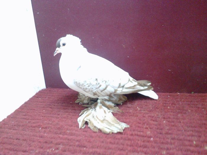 04. Femela EE RO 15 3002