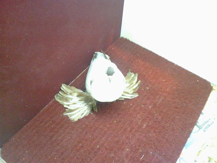 07. Femela EE RO 15 3002