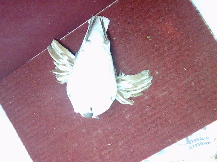 08. Femela EE RO 15 3002