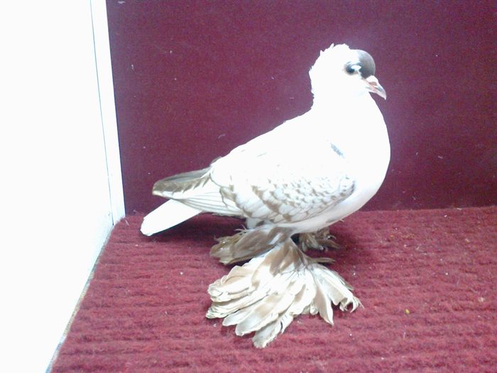 10. Femela EE RO 15 3002