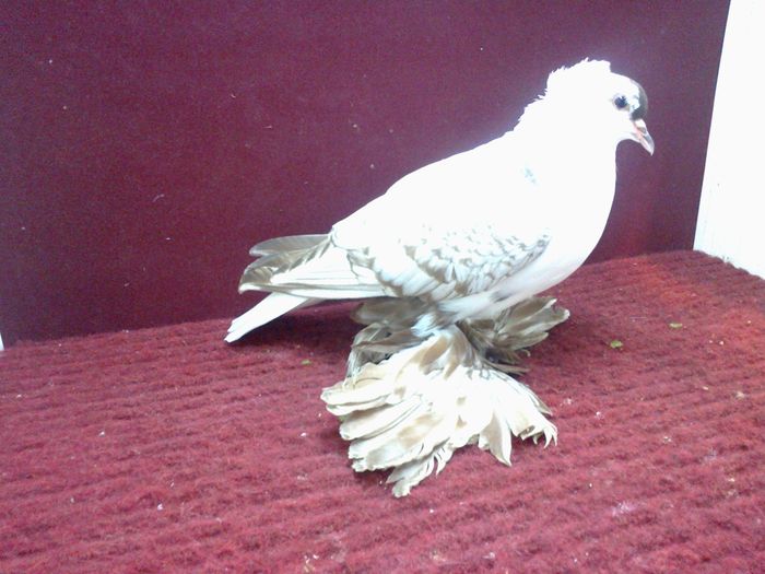 11. Femela EE RO 15 3002