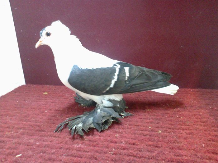 02. Femela EE RO 14 B 95