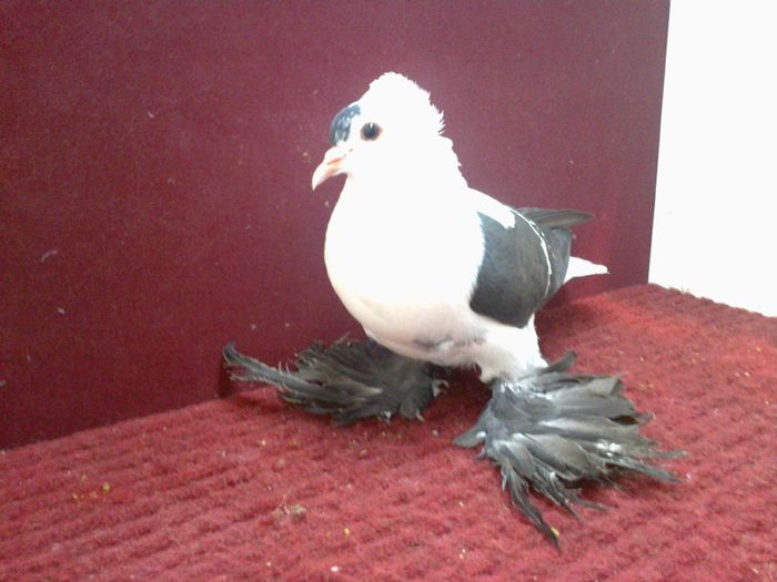 04. Femela EE RO 14 B 95