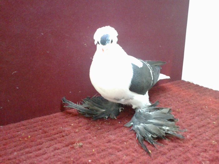 05. Femela EE RO 14 B 95