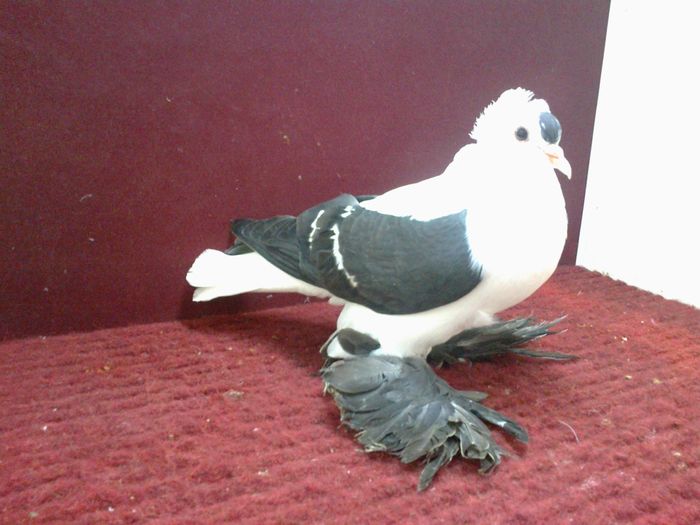 09. Femela EE RO 14 B 95