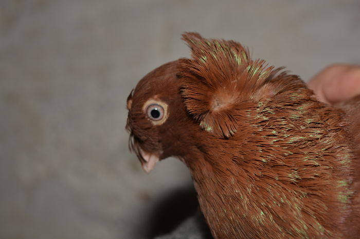 Pui 2015