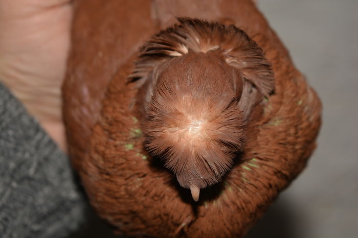 Pui 2015