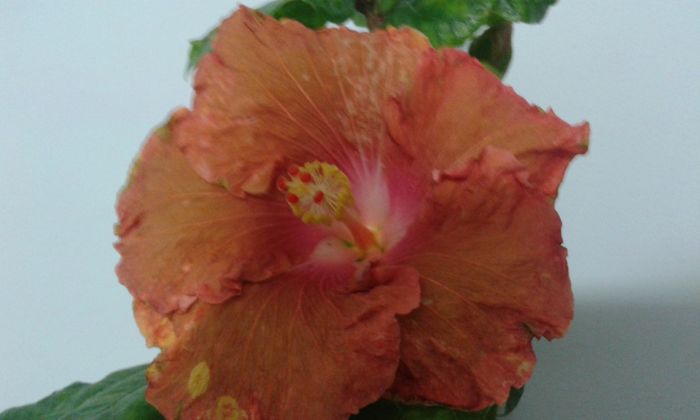 20160108_234023 - HIBISCUS 2016