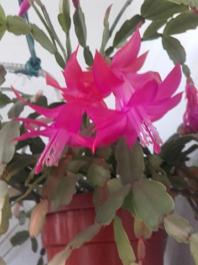 20160109_085242 - Schlumbergera