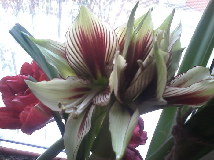 IMG_20160106_132628; Papilo
