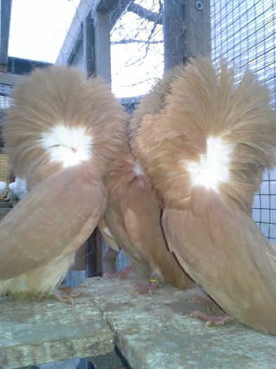 gulerati 9 ian 2016 036