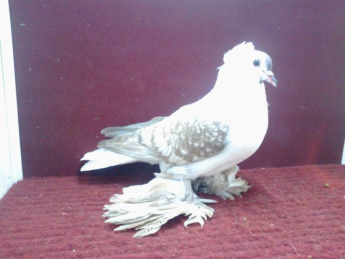 03. Mascul EE RO 15 3020