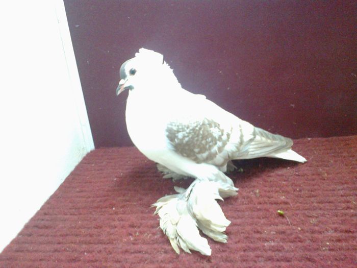 05. Mascul EE RO 15 3020