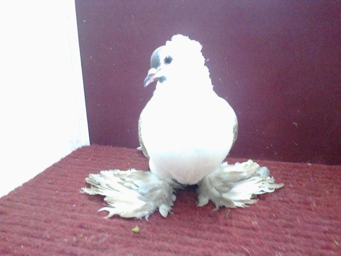 08. Mascul EE RO 15 3020