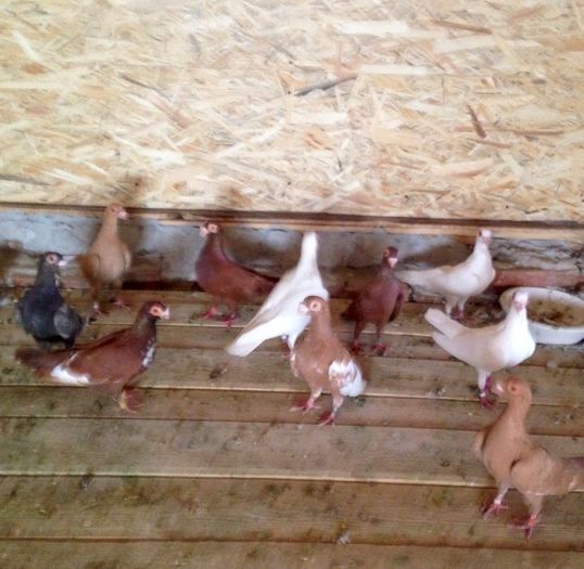 Carunculati de Oradea Matca-2016