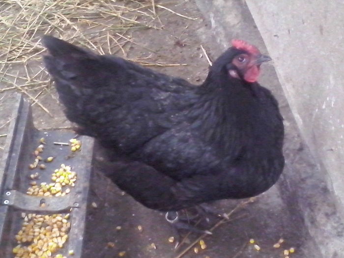 CAM00668 - AUSTRALORP negru matca 2016