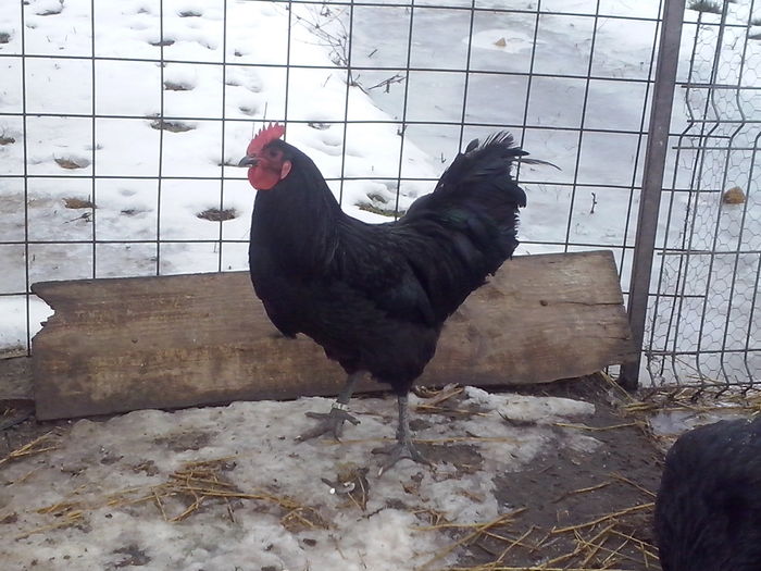 CAM00649 - AUSTRALORP negru matca 2016